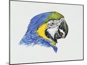 Close-Up of a Blue-And-Yellow Macaw (Ara Ararauna)-null-Mounted Giclee Print