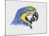 Close-Up of a Blue-And-Yellow Macaw (Ara Ararauna)-null-Mounted Giclee Print