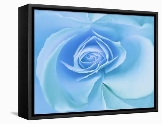 Close-Up of a Blue Rose-Adam Jones-Framed Stretched Canvas