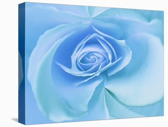 Close-Up of a Blue Rose-Adam Jones-Stretched Canvas