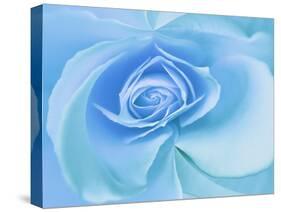 Close-Up of a Blue Rose-Adam Jones-Stretched Canvas