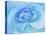 Close-Up of a Blue Rose-Adam Jones-Stretched Canvas