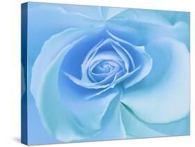 Close-Up of a Blue Rose-Adam Jones-Stretched Canvas