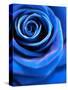 Close-Up of a Blue Rose-Alaya Gadeh-Stretched Canvas