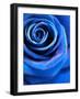 Close-Up of a Blue Rose-Alaya Gadeh-Framed Photographic Print