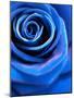 Close-Up of a Blue Rose-Alaya Gadeh-Mounted Photographic Print