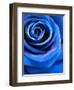 Close-Up of a Blue Rose-Alaya Gadeh-Framed Photographic Print