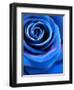 Close-Up of a Blue Rose-Alaya Gadeh-Framed Photographic Print