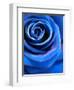 Close-Up of a Blue Rose-Alaya Gadeh-Framed Photographic Print