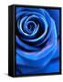 Close-Up of a Blue Rose-Alaya Gadeh-Framed Stretched Canvas