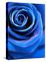 Close-Up of a Blue Rose-Alaya Gadeh-Stretched Canvas