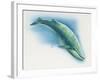 Close-Up of a Blue Whale Swimming Underwater (Balaenoptera Musculus)-null-Framed Giclee Print