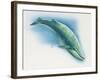 Close-Up of a Blue Whale Swimming Underwater (Balaenoptera Musculus)-null-Framed Giclee Print