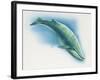 Close-Up of a Blue Whale Swimming Underwater (Balaenoptera Musculus)-null-Framed Giclee Print