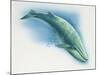 Close-Up of a Blue Whale Swimming Underwater (Balaenoptera Musculus)-null-Mounted Giclee Print