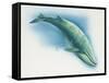 Close-Up of a Blue Whale Swimming Underwater (Balaenoptera Musculus)-null-Framed Stretched Canvas