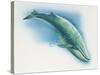 Close-Up of a Blue Whale Swimming Underwater (Balaenoptera Musculus)-null-Stretched Canvas