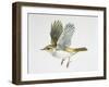 Close-Up of a Bonellis Warbler Flying-null-Framed Giclee Print