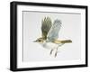 Close-Up of a Bonellis Warbler Flying-null-Framed Giclee Print