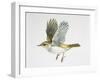 Close-Up of a Bonellis Warbler Flying-null-Framed Giclee Print