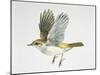 Close-Up of a Bonellis Warbler Flying-null-Mounted Giclee Print