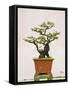 Close-Up of a Bonzai Tree at Thien Mu Pagoda, Hue, Vietnam, Indochina, Southeast Asia, Asia-Matthew Williams-Ellis-Framed Stretched Canvas