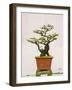 Close-Up of a Bonzai Tree at Thien Mu Pagoda, Hue, Vietnam, Indochina, Southeast Asia, Asia-Matthew Williams-Ellis-Framed Photographic Print