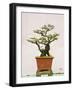 Close-Up of a Bonzai Tree at Thien Mu Pagoda, Hue, Vietnam, Indochina, Southeast Asia, Asia-Matthew Williams-Ellis-Framed Photographic Print