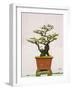 Close-Up of a Bonzai Tree at Thien Mu Pagoda, Hue, Vietnam, Indochina, Southeast Asia, Asia-Matthew Williams-Ellis-Framed Photographic Print