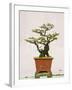 Close-Up of a Bonzai Tree at Thien Mu Pagoda, Hue, Vietnam, Indochina, Southeast Asia, Asia-Matthew Williams-Ellis-Framed Photographic Print