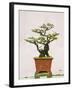 Close-Up of a Bonzai Tree at Thien Mu Pagoda, Hue, Vietnam, Indochina, Southeast Asia, Asia-Matthew Williams-Ellis-Framed Photographic Print