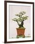 Close-Up of a Bonzai Tree at Thien Mu Pagoda, Hue, Vietnam, Indochina, Southeast Asia, Asia-Matthew Williams-Ellis-Framed Photographic Print