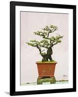 Close-Up of a Bonzai Tree at Thien Mu Pagoda, Hue, Vietnam, Indochina, Southeast Asia, Asia-Matthew Williams-Ellis-Framed Photographic Print