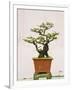 Close-Up of a Bonzai Tree at Thien Mu Pagoda, Hue, Vietnam, Indochina, Southeast Asia, Asia-Matthew Williams-Ellis-Framed Photographic Print