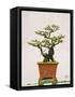 Close-Up of a Bonzai Tree at Thien Mu Pagoda, Hue, Vietnam, Indochina, Southeast Asia, Asia-Matthew Williams-Ellis-Framed Stretched Canvas