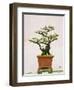 Close-Up of a Bonzai Tree at Thien Mu Pagoda, Hue, Vietnam, Indochina, Southeast Asia, Asia-Matthew Williams-Ellis-Framed Photographic Print