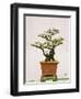 Close-Up of a Bonzai Tree at Thien Mu Pagoda, Hue, Vietnam, Indochina, Southeast Asia, Asia-Matthew Williams-Ellis-Framed Photographic Print