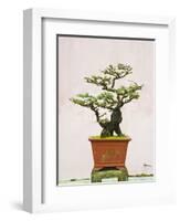 Close-Up of a Bonzai Tree at Thien Mu Pagoda, Hue, Vietnam, Indochina, Southeast Asia, Asia-Matthew Williams-Ellis-Framed Photographic Print