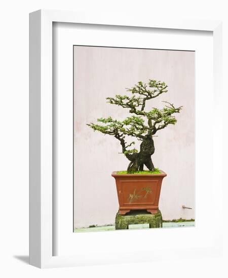 Close-Up of a Bonzai Tree at Thien Mu Pagoda, Hue, Vietnam, Indochina, Southeast Asia, Asia-Matthew Williams-Ellis-Framed Photographic Print