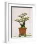 Close-Up of a Bonzai Tree at Thien Mu Pagoda, Hue, Vietnam, Indochina, Southeast Asia, Asia-Matthew Williams-Ellis-Framed Photographic Print