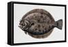 Close-Up of a Brill (Scophthalmus Rhombus)-null-Framed Stretched Canvas