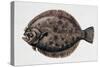 Close-Up of a Brill (Scophthalmus Rhombus)-null-Stretched Canvas