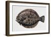 Close-Up of a Brill (Scophthalmus Rhombus)-null-Framed Giclee Print