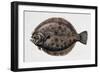 Close-Up of a Brill (Scophthalmus Rhombus)-null-Framed Giclee Print