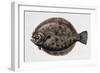 Close-Up of a Brill (Scophthalmus Rhombus)-null-Framed Giclee Print