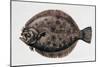 Close-Up of a Brill (Scophthalmus Rhombus)-null-Mounted Giclee Print