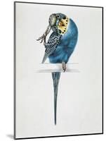 Close-Up of a Budgerigar Perching on a Branch and Scratching its Head (Melopsittacus Undulatus)-null-Mounted Giclee Print