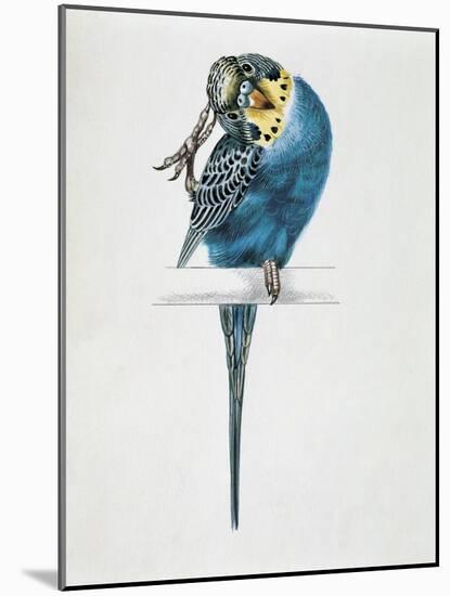 Close-Up of a Budgerigar Perching on a Branch and Scratching its Head (Melopsittacus Undulatus)-null-Mounted Giclee Print