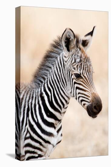 Close-Up of a Burchell's Zebra (Equus Burchelli), Ngorongoro Crater, Ngorongoro, Tanzania-null-Stretched Canvas