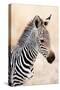 Close-Up of a Burchell's Zebra (Equus Burchelli), Ngorongoro Crater, Ngorongoro, Tanzania-null-Stretched Canvas